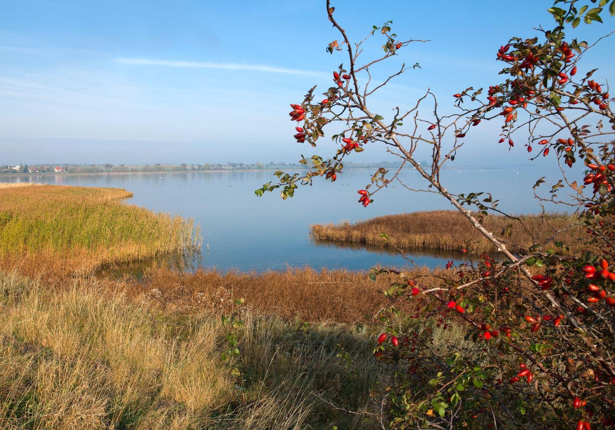 Daenische Ferienhaeuser Am Salzhaff Haus Vogelparadies Insel Poel Dış mekan fotoğraf
